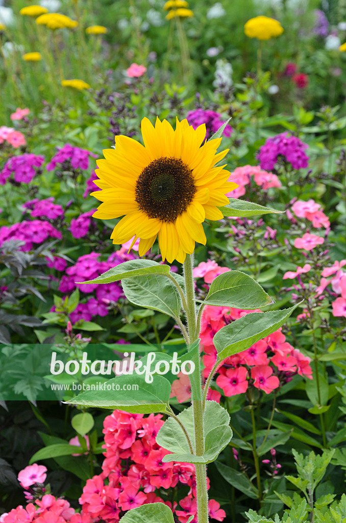 498237 - Gewöhnliche Sonnenblume (Helianthus annuus) und Phlox (Phlox)