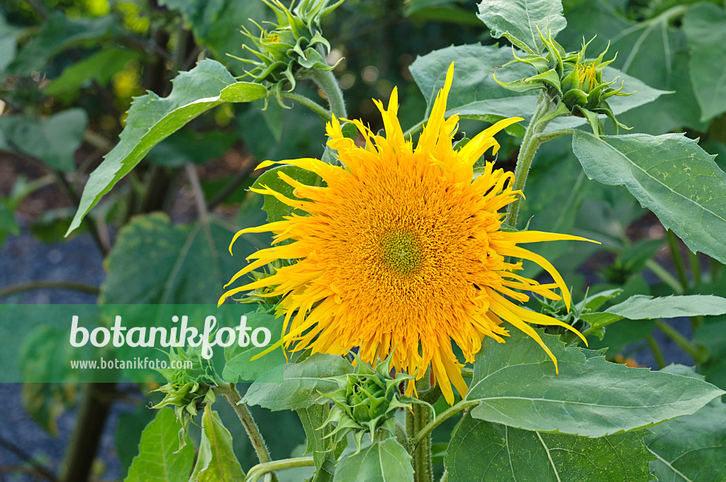 474496 - Gewöhnliche Sonnenblume (Helianthus annuus 'Prado Gold')