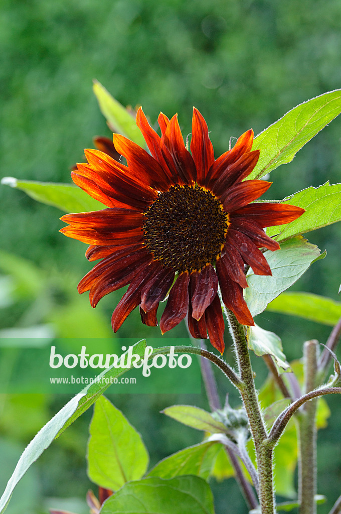 474497 - Gewöhnliche Sonnenblume (Helianthus annuus 'Prado Red')