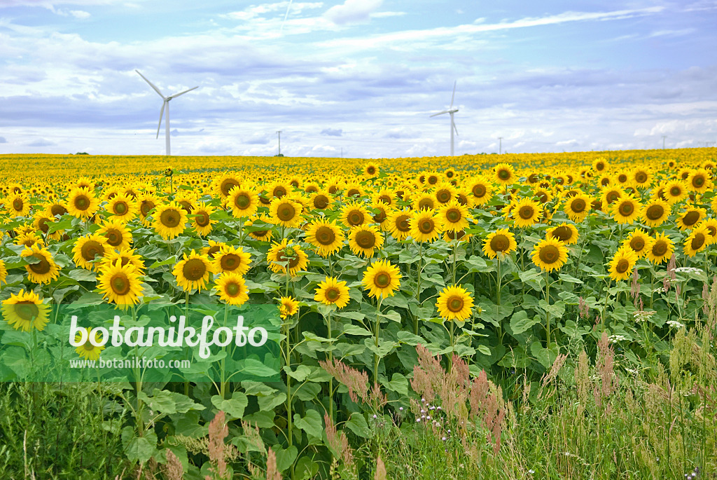 502215 - Gewöhnliche Sonnenblumen (Helianthus annuus) mit Windrädern