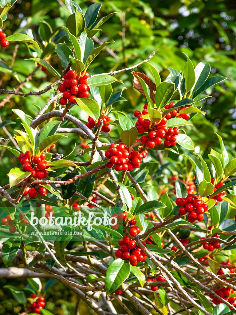 431001 - Gewöhnliche Stechpalme (Ilex aquifolium)