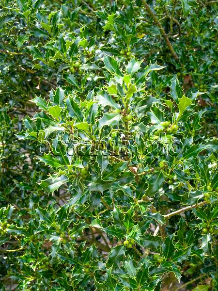 461140 - Gewöhnliche Stechpalme (Ilex aquifolium)
