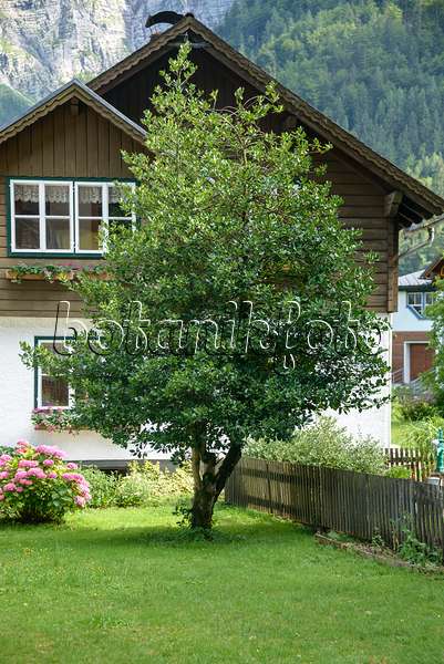 575124 - Gewöhnliche Stechpalme (Ilex aquifolium)