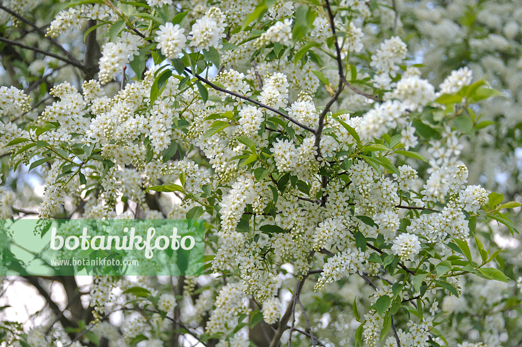 517213 - Gewöhnliche Traubenkirsche (Prunus padus)