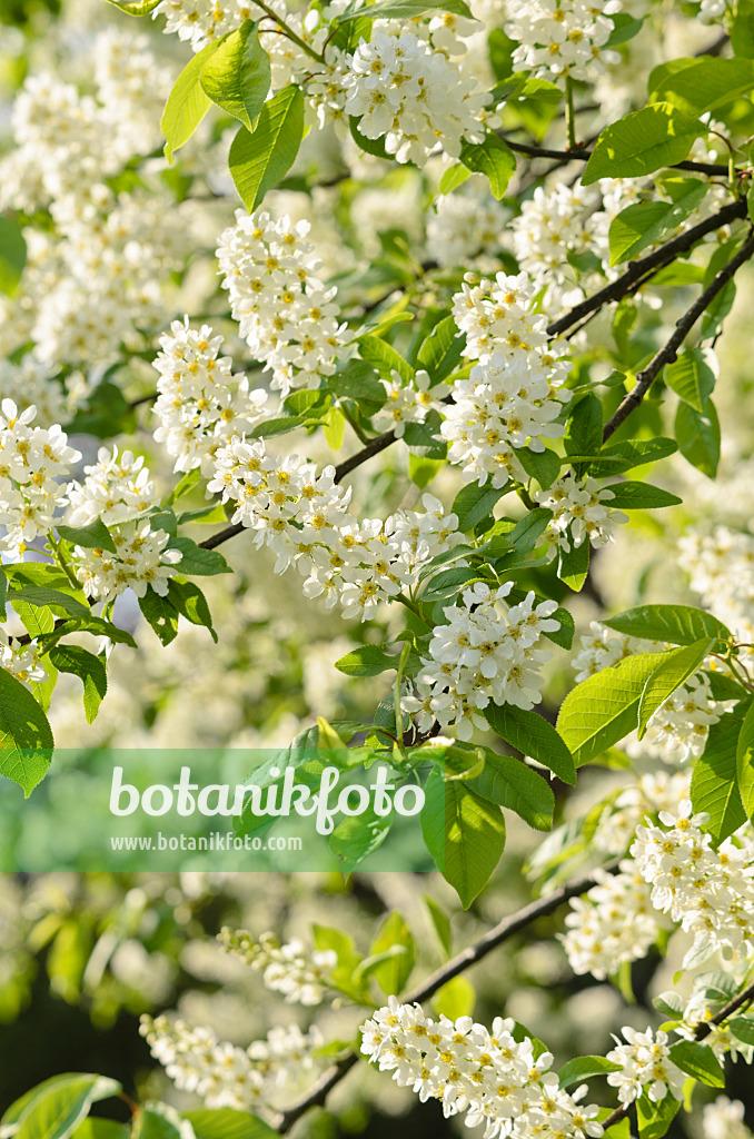 531056 - Gewöhnliche Traubenkirsche (Prunus padus)