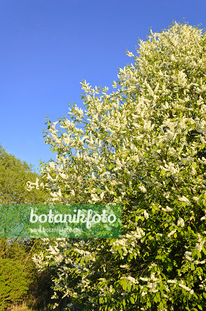 544012 - Gewöhnliche Traubenkirsche (Prunus padus)