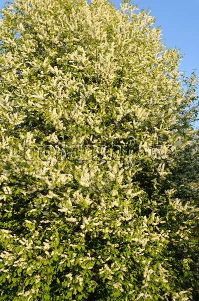 544014 - Gewöhnliche Traubenkirsche (Prunus padus)