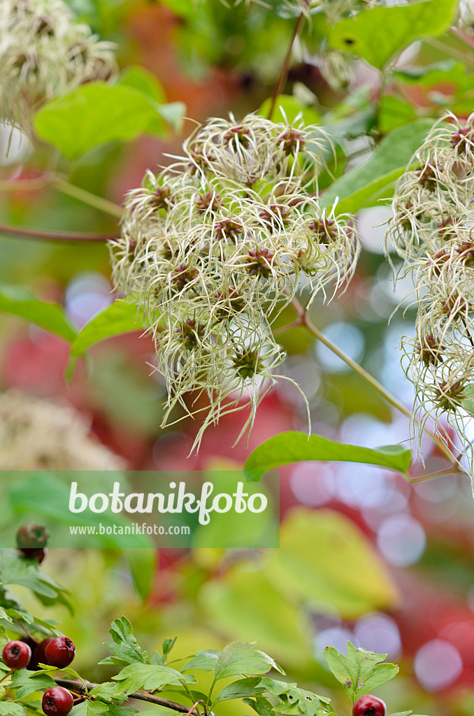 524199 - Gewöhnliche Waldrebe (Clematis vitalba)