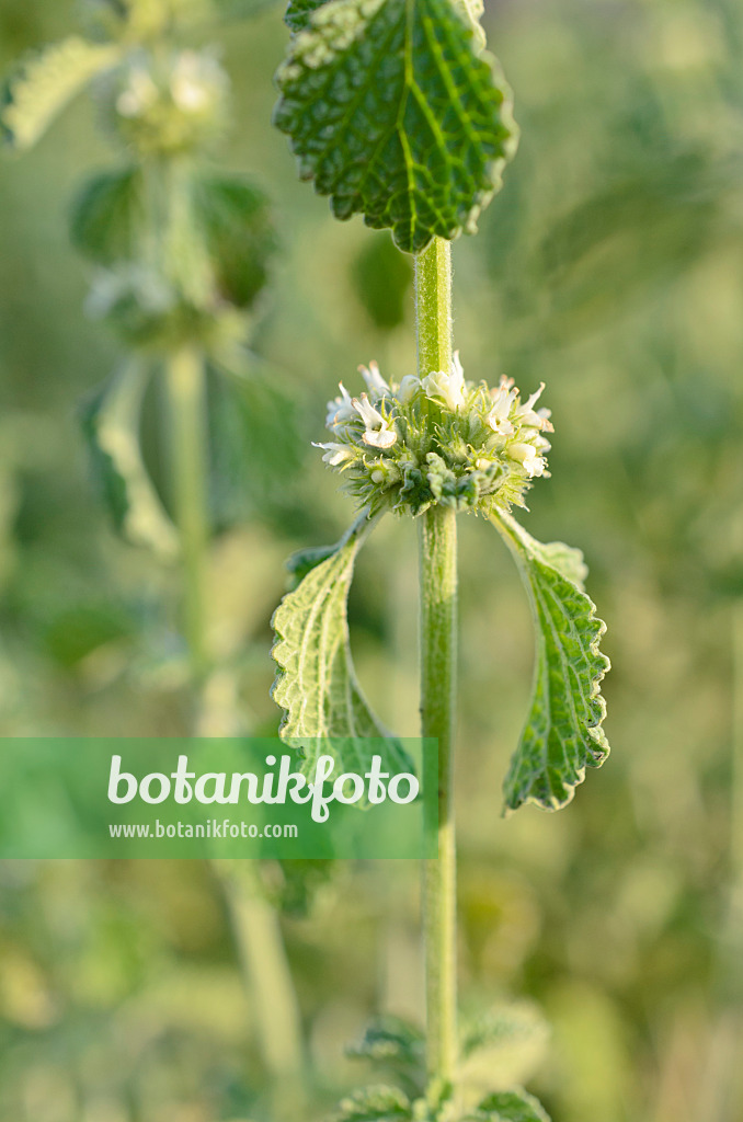 509008 - Gewöhnlicher Andorn (Marrubium vulgare)