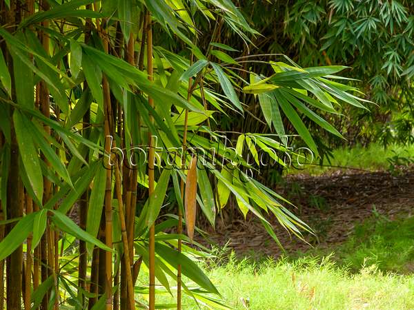 434214 - Gewöhnlicher Bambus (Bambusa vulgaris 'Vittata')