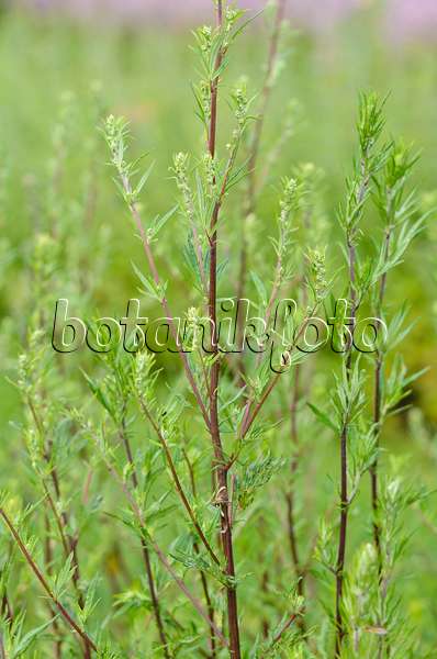 534204 - Gewöhnlicher Beifuß (Artemisia vulgaris)