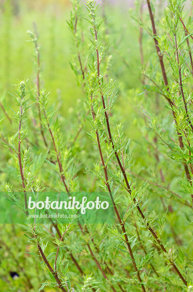 534205 - Gewöhnlicher Beifuß (Artemisia vulgaris)