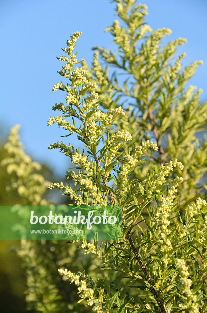 501003 - Gewöhnlicher Beifuß (Artemisia vulgaris 'Oriental Limelight')