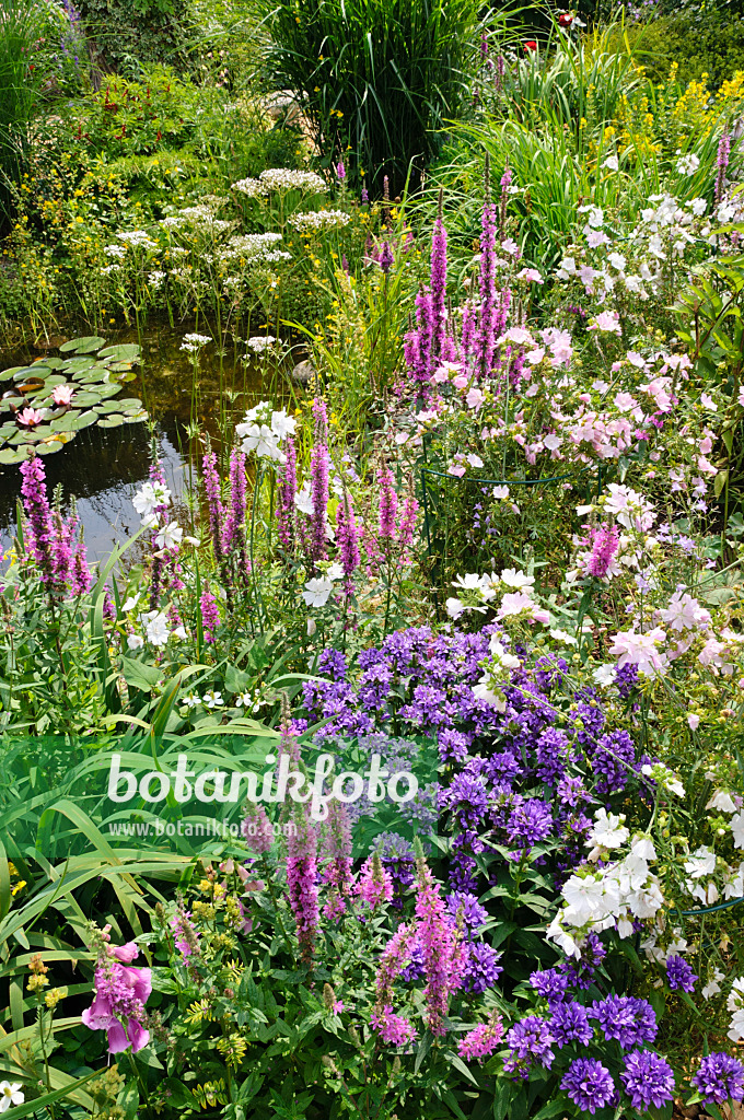 474111 - Gewöhnlicher Blutweiderich (Lythrum salicaria), Knäuelglockenblume (Campanula glomerata) und Malven (Malva) an einem Gartenteich