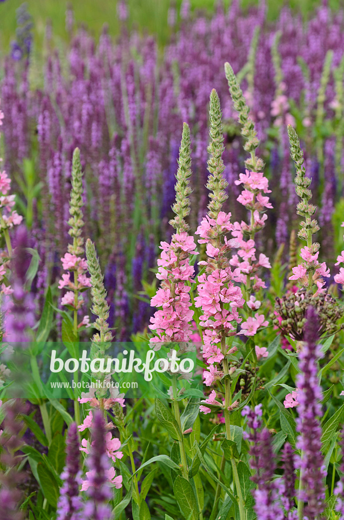 497065 - Gewöhnlicher Blutweiderich (Lythrum salicaria 'Blush') und Steppensalbei (Salvia nemorosa)