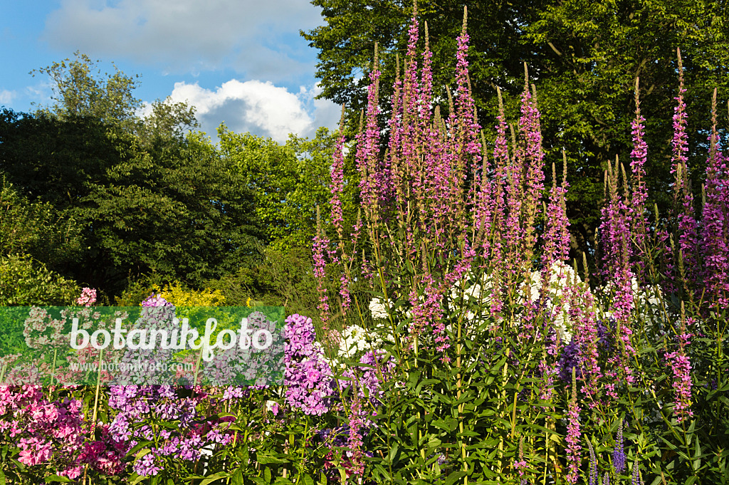 510103 - Gewöhnlicher Blutweiderich (Lythrum salicaria) und Staudenphlox (Phlox paniculata)