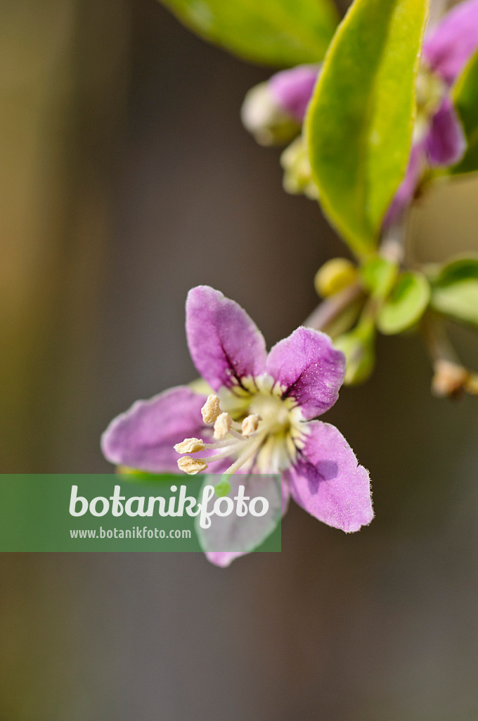 476035 - Gewöhnlicher Bocksdorn (Lycium barbarum)