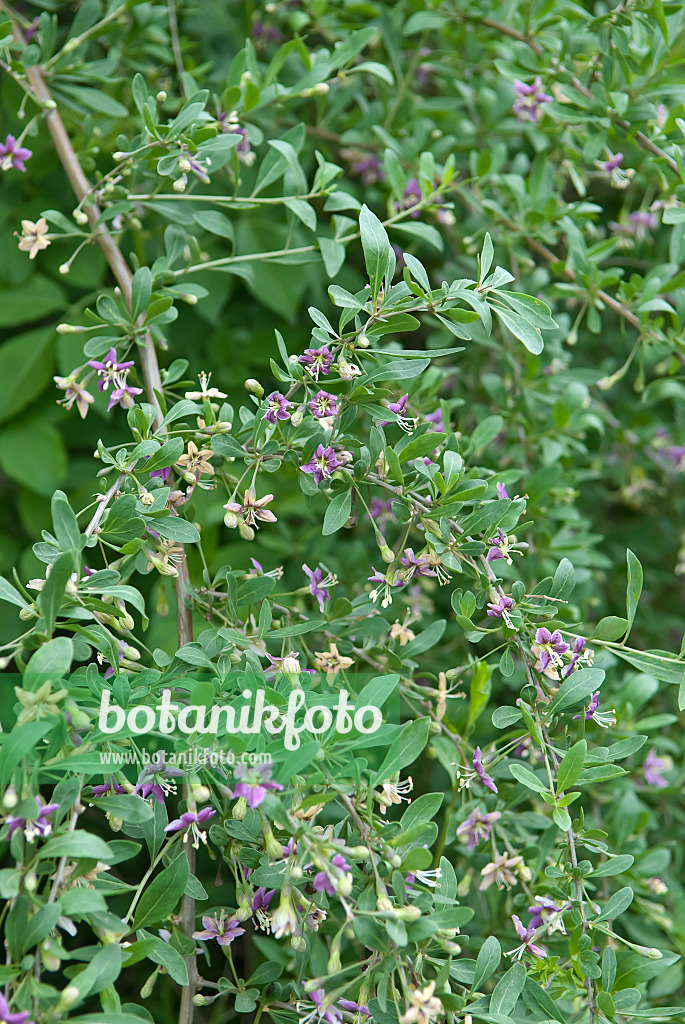 502253 - Gewöhnlicher Bocksdorn (Lycium barbarum)