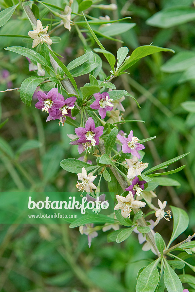 535346 - Gewöhnlicher Bocksdorn (Lycium barbarum)