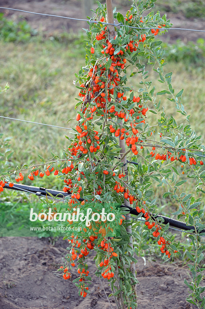 535347 - Gewöhnlicher Bocksdorn (Lycium barbarum 'No1 Lifeberry')