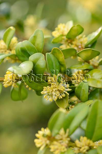 519060 - Gewöhnlicher Buchsbaum (Buxus sempervirens)
