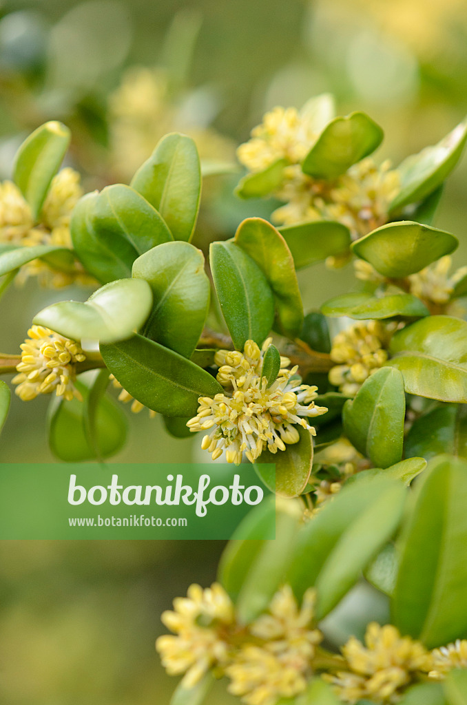 519060 - Gewöhnlicher Buchsbaum (Buxus sempervirens)