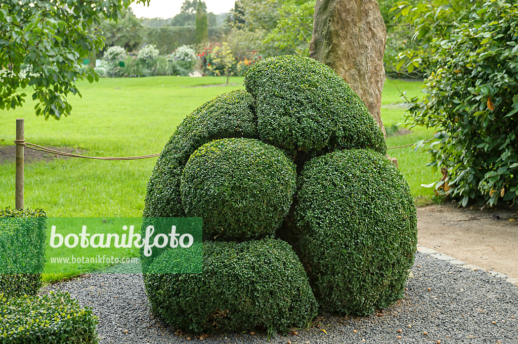 558040 - Gewöhnlicher Buchsbaum (Buxus sempervirens 'Arborescens')