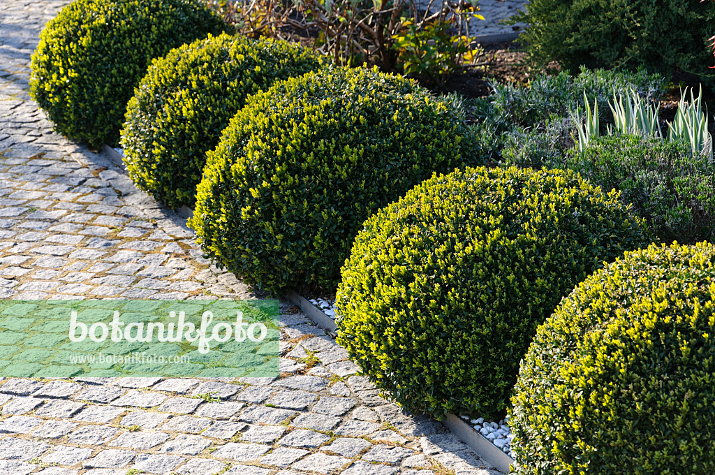 483319 - Gewöhnlicher Buchsbaum (Buxus sempervirens) in Kugelform