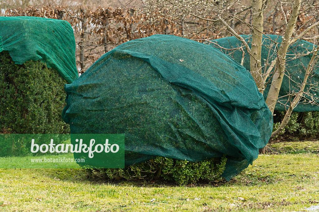 517022 - Gewöhnlicher Buchsbaum (Buxus sempervirens) mit Schattenleinen als Winterschutz