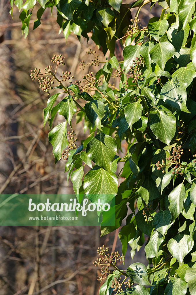 468015 - Gewöhnlicher Efeu (Hedera helix)