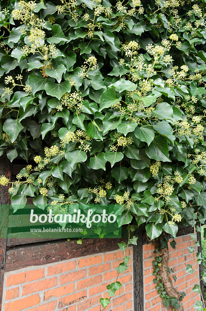 525055 - Gewöhnlicher Efeu (Hedera helix)