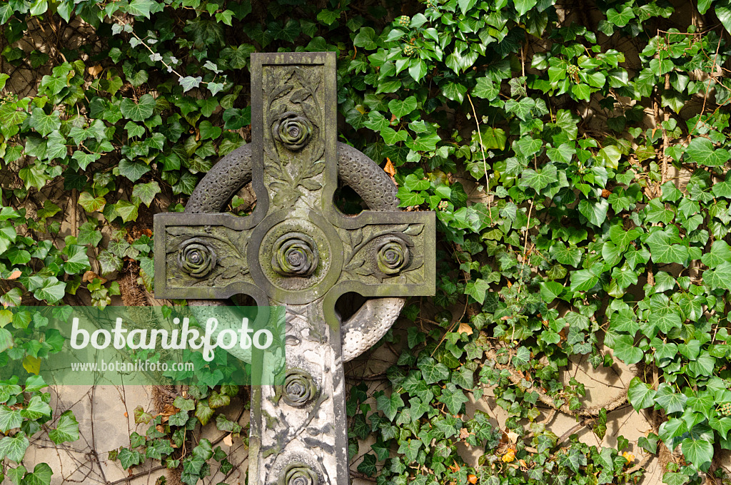 466041 - Gewöhnlicher Efeu (Hedera helix) und Grabkreuz vor einer Wand