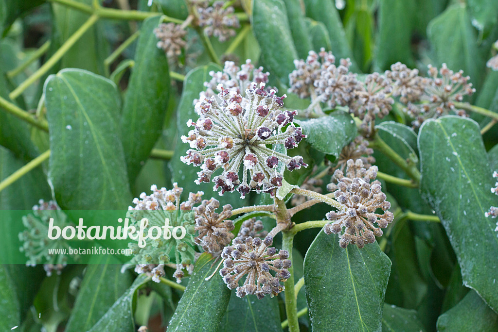 565030 - Gewöhnlicher Efeu (Hedera helix) mit Raureif