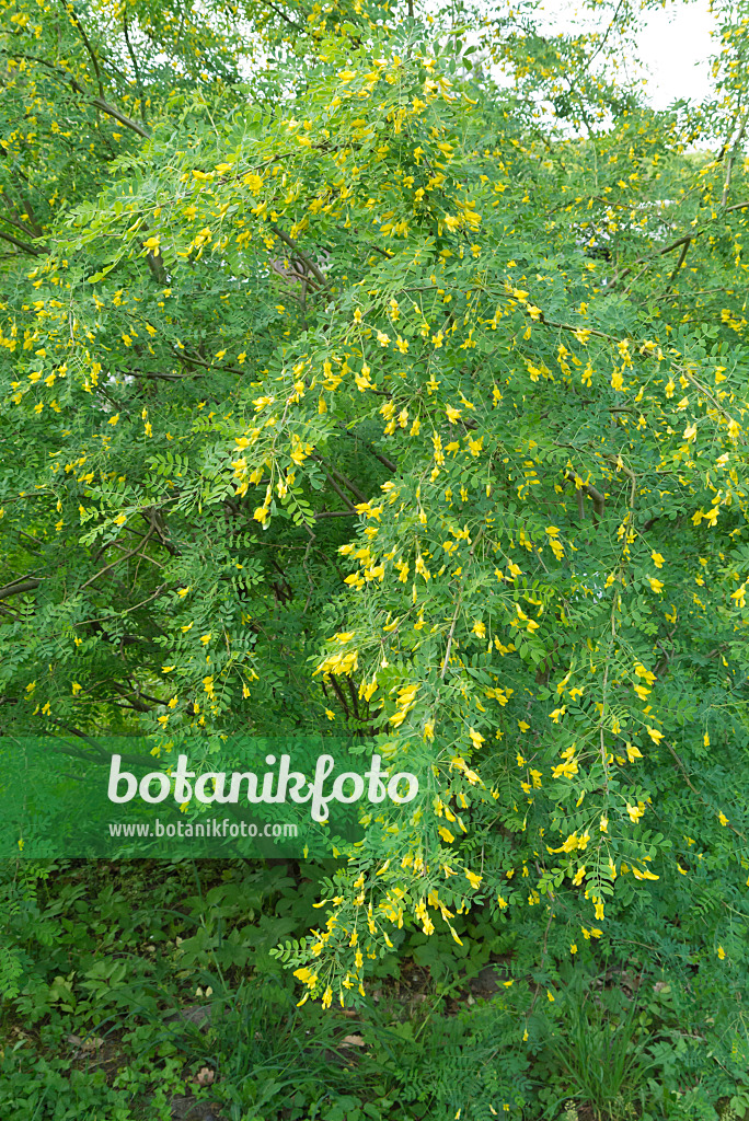 544100 - Gewöhnlicher Erbsenstrauch (Caragana arborescens)