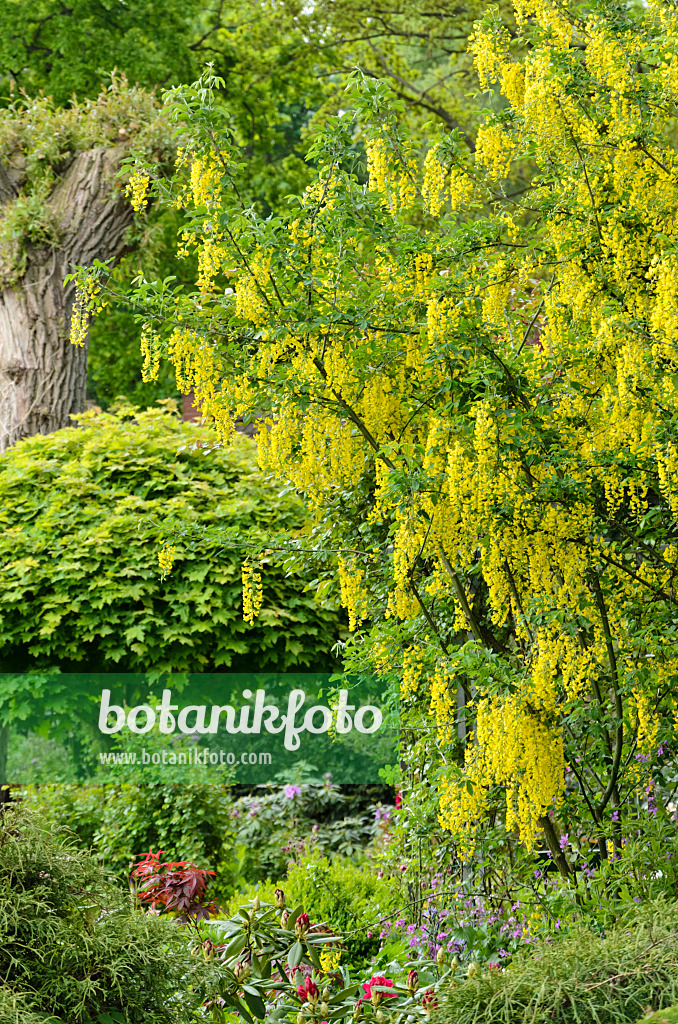 544116 - Gewöhnlicher Goldregen (Laburnum anagyroides)