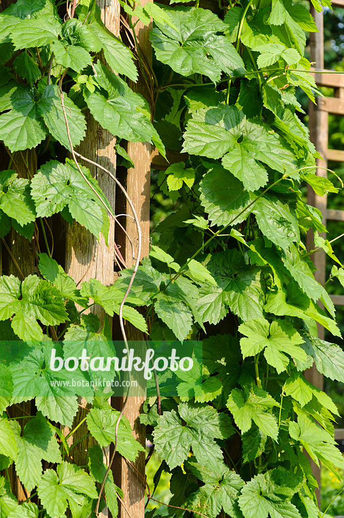 484311 - Gewöhnlicher Hopfen (Humulus lupulus)