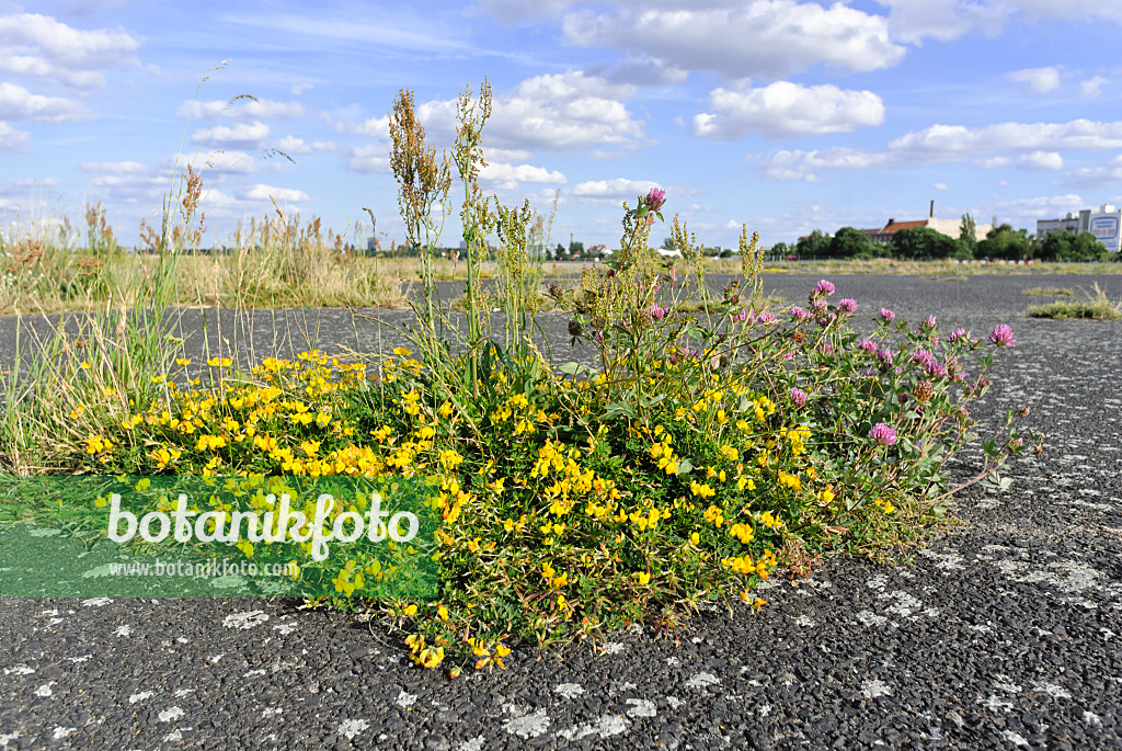 534127 - Gewöhnlicher Hornklee (Lotus corniculatus), Wiesenklee (Trifolium pratense) und Großer Sauerampfer (Rumex acetosa) auf dem ehemaligen Flughafen Berlin-Tempelhof, Tempelhofer Freiheit, Berlin, Deutschland