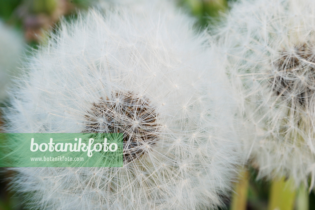 472170 - Gewöhnlicher Löwenzahn (Taraxacum officinale)