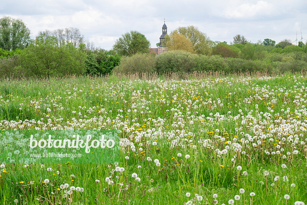 625033 - Gewöhnlicher Löwenzahn (Taraxacum officinale)