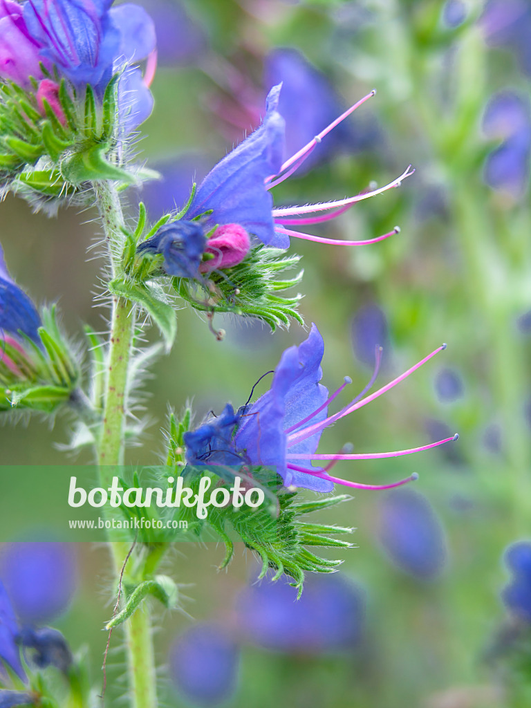 440256 - Gewöhnlicher Natternkopf (Echium vulgare)