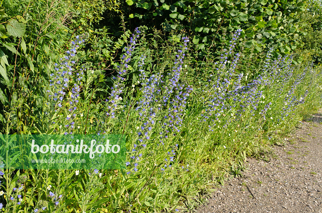 473292 - Gewöhnlicher Natternkopf (Echium vulgare)