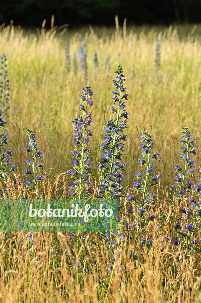 509170 - Gewöhnlicher Natternkopf (Echium vulgare)