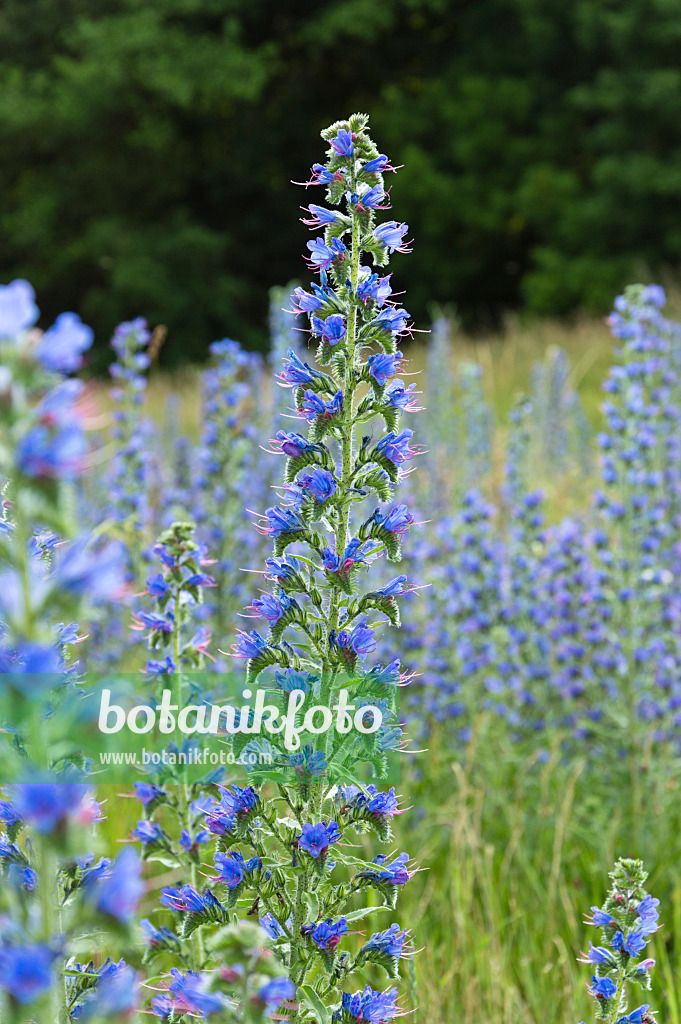 509173 - Gewöhnlicher Natternkopf (Echium vulgare)