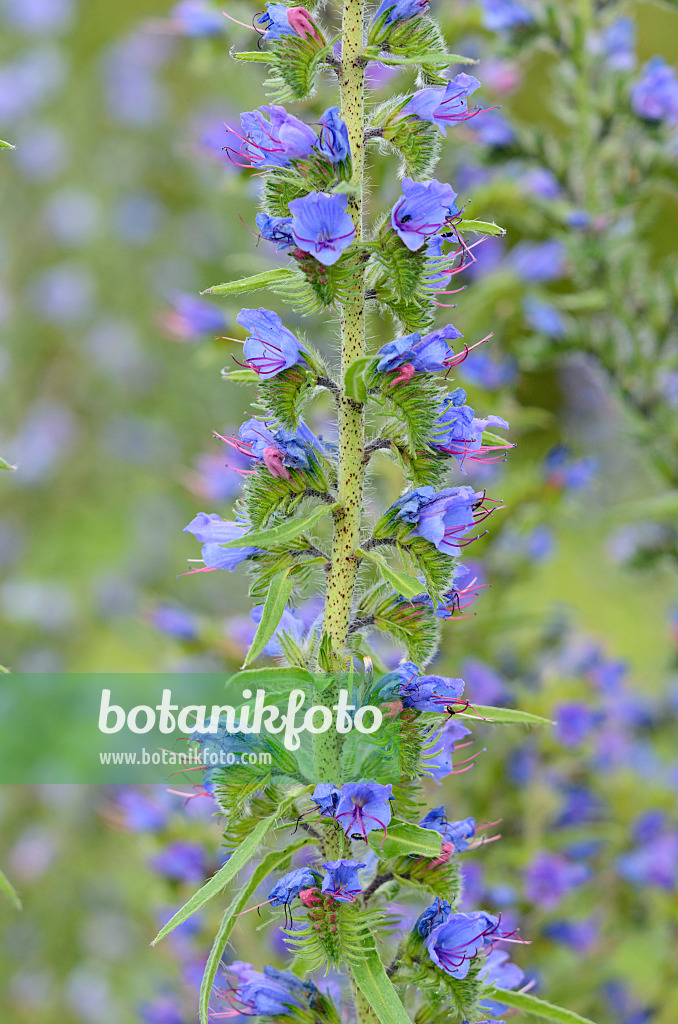 534223 - Gewöhnlicher Natternkopf (Echium vulgare)