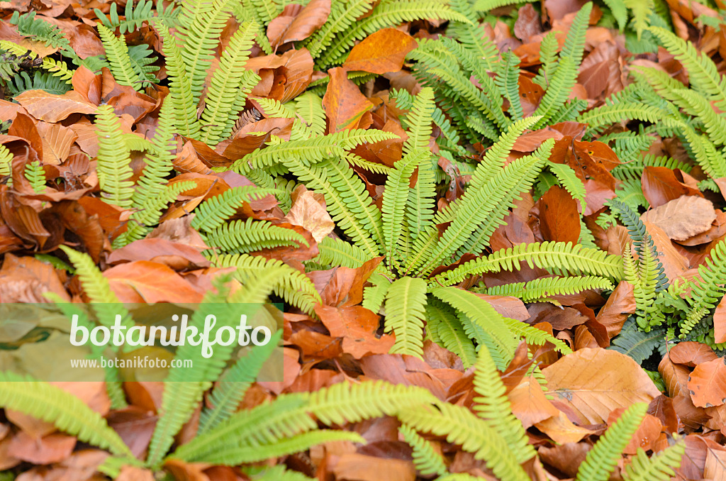 525244 - Gewöhnlicher Rippenfarn (Blechnum spicant)