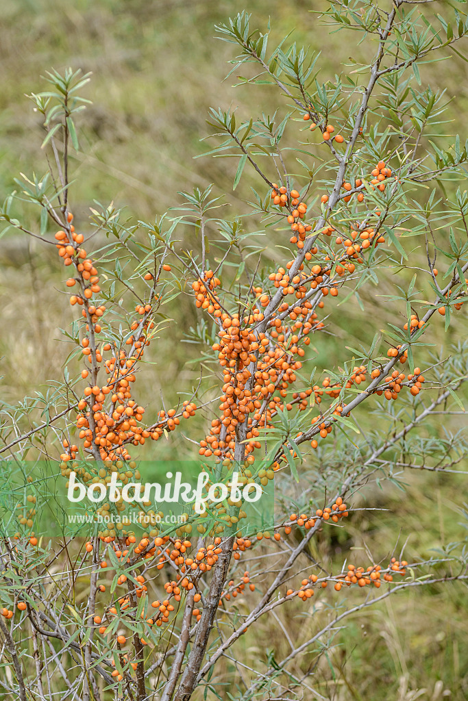 547152 - Gewöhnlicher Sanddorn (Hippophae rhamnoides)