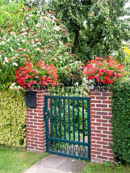 475146 - Gewöhnlicher Sommerflieder (Buddleja davidii) und Pelargonie (Pelargonium) an einer Gartentür