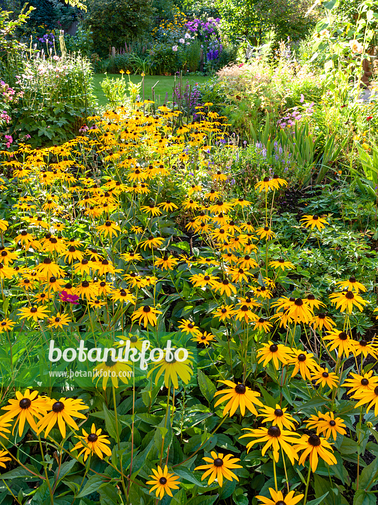 428304 - Gewöhnlicher Sonnenhut (Rudbeckia fulgida)