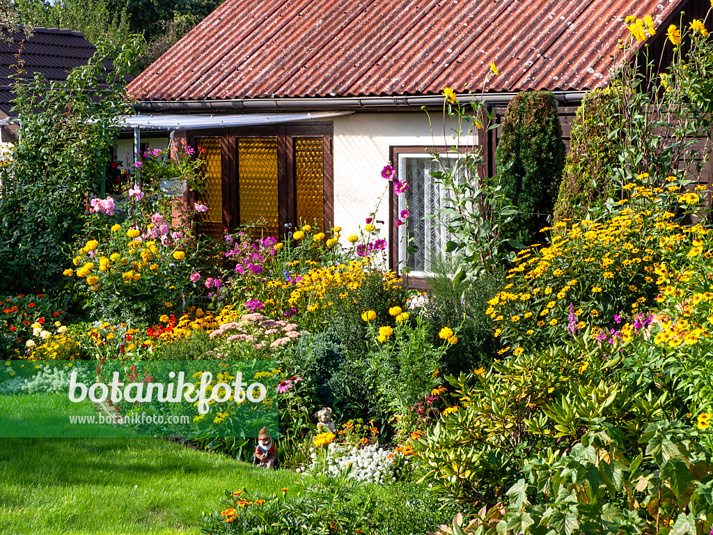 441010 - Gewöhnlicher Sonnenhut (Rudbeckia fulgida), Studentenblumen (Tagetes), Phlox (Phlox) und Rosen (Rosa)