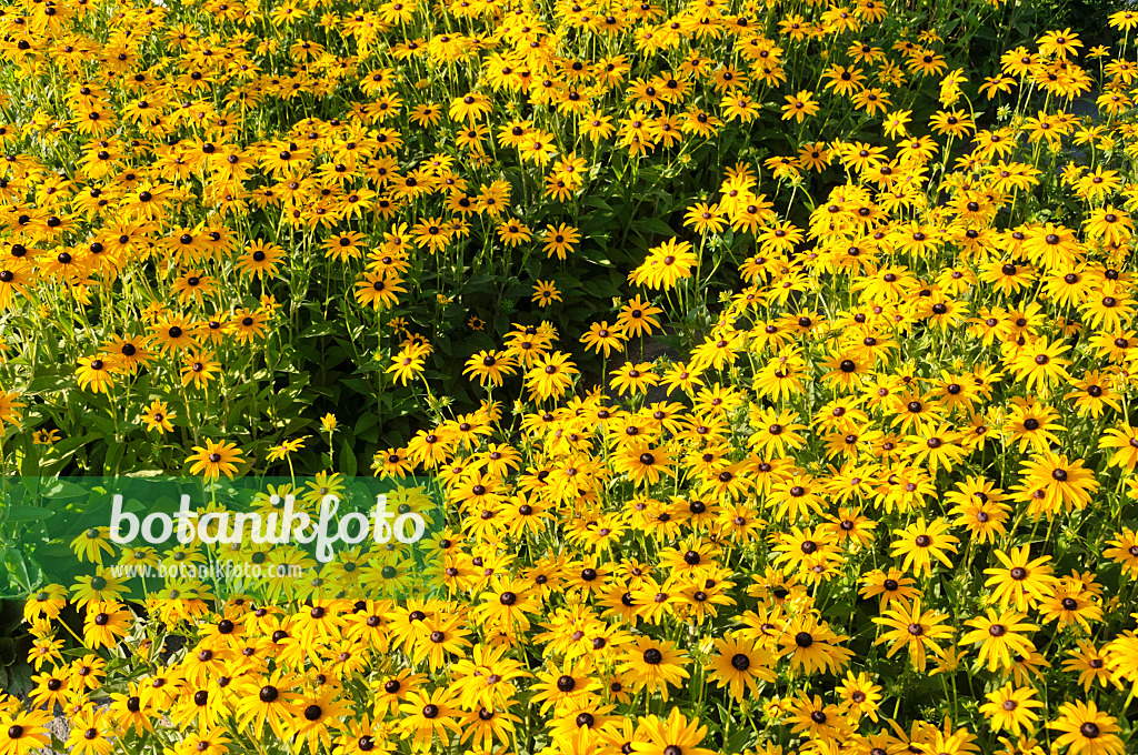 487115 - Gewöhnlicher Sonnenhut (Rudbeckia fulgida 'Goldsturm')